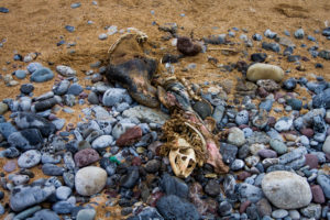 dead seal