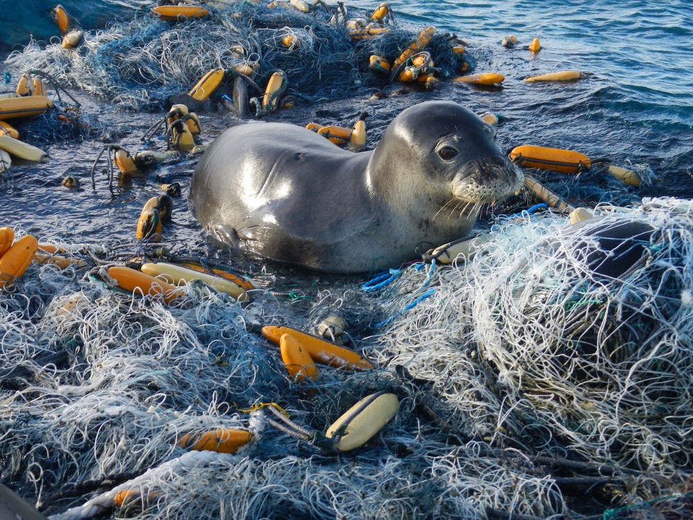 The Problem with Ocean Plastic: Seal trapped in fishing net