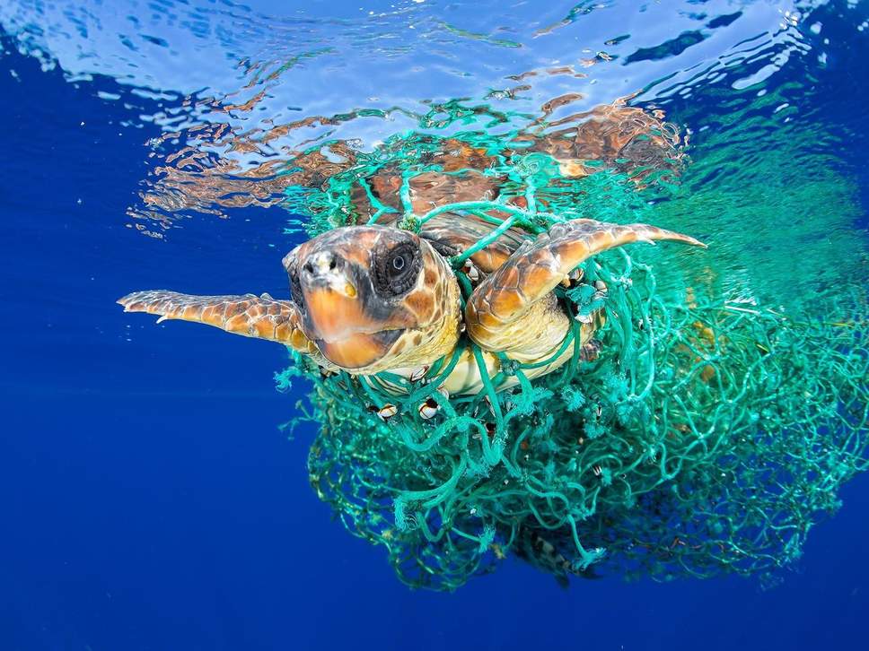 The Problem with Ocean Plastic: turtle trapped in fishing net